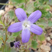 Campanula garganica 'W. H. Paine'